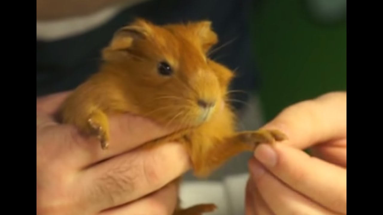 COBAYAS, CUYOS - La atención durante el parto