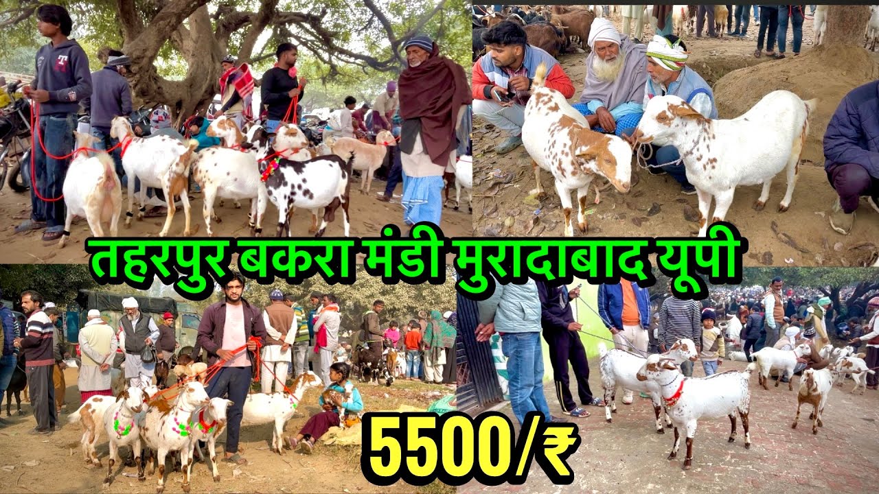 तहरपुर बकरा मंडी मुरादाबाद यूपी उत्तर प्रदेश Taharpur Bakra Mandi Moradabad Up 10 February 2026