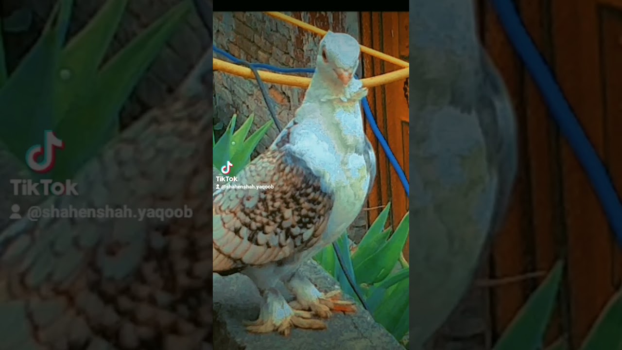kabuter lover's#viral #like #share #comment #subcribe #viral #viral #viral #viral #viral