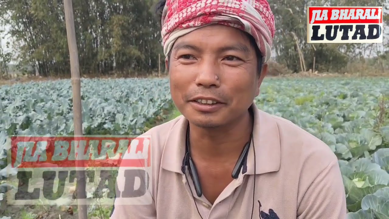 অসমীয়া যুৱকৰ খেতি কৰি লাখ লাখ টকা উপাৰ্জন #jiabharalilutad #agriculture #newsassamese 