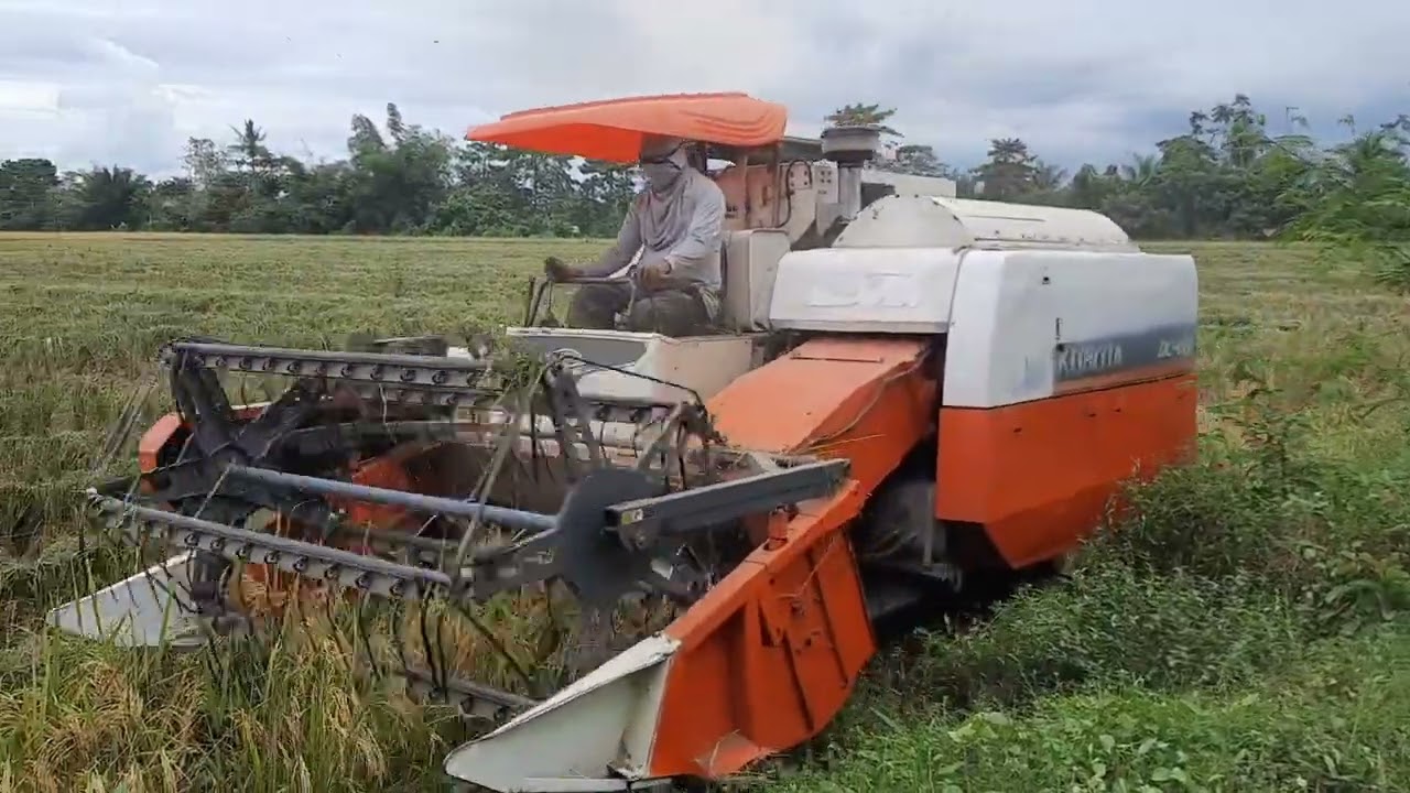 Harvesting rice in The Philippines