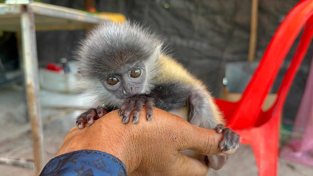 Tiny Baby Monkey Looking for Love – Super Cute Moment!