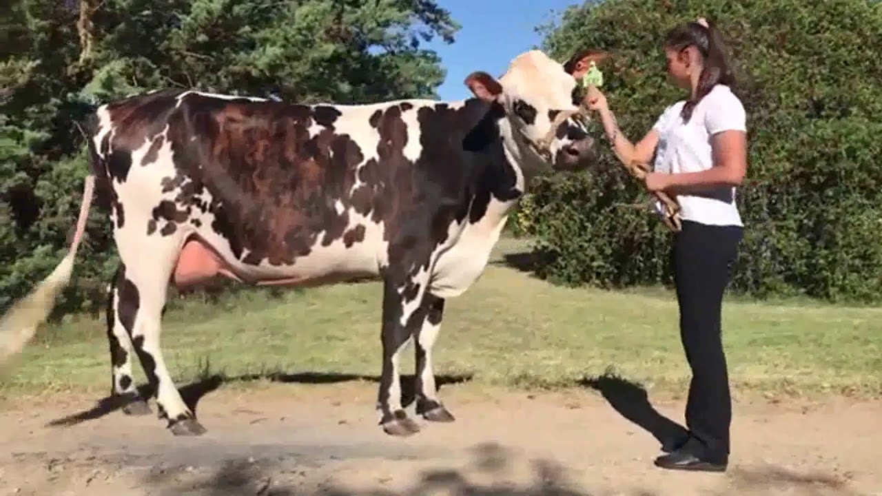 Nota con productor Javier Bárcena acerca del ejemplar normando de su cabaña que compite en Francia