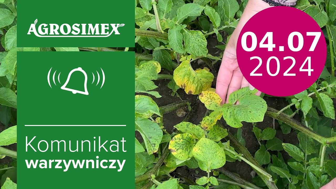 Alternarioza w natarciu. Jak zwalczyć? - komunikat warzywniczy | Agrosimex