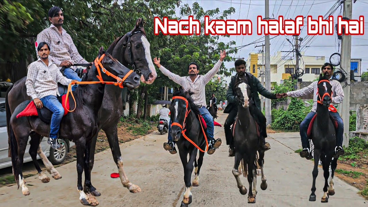 Saste aur quality wale Ghode | Marwadi kathiyawad Stallion horse | Akhil bhai ke Ghode