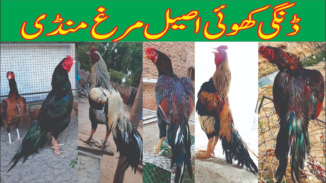 Dingi Khuii Aseel Mandi Raja Bazar Rawalpindi | ڈنگی کھوئی اصیل مرغا منڈی | Pigeons & Doves | #aseel
