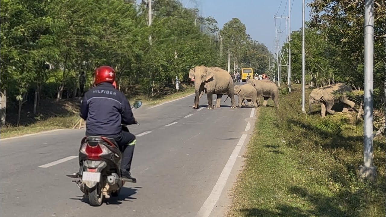 Wild Elephant Road crossing video | very dangerous situation