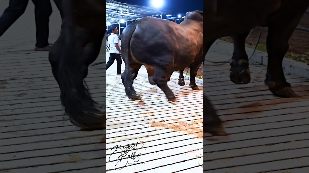 Mighty 1200 kg bull returns to the barn after a display session