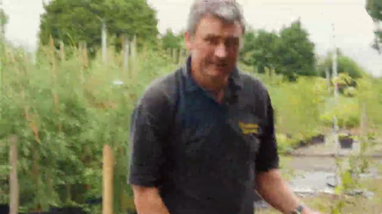 Plant a Mixed Native Hedge by Tudor Lodge Plant Nurseries