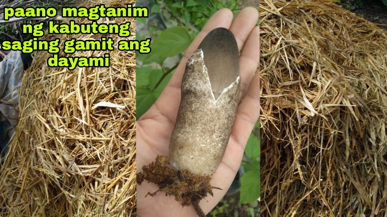 How to grow volvariella/paddy straw mushroom using Rice straw as substrate
