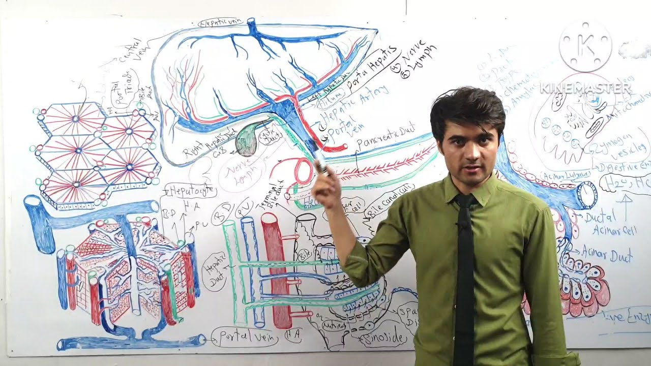 ادامه درس هشتم: Liver histalogy- هستولوژی کبد
