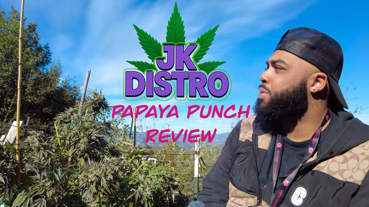 JK Distro Papaya Punch Review 🍍💨 No Waiting in the Mail, We in Kush Mountains ⛰️