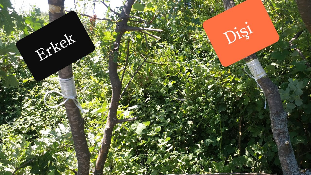 Çitlembik Ağacına  Antep Fıstığı Göz Aşısı