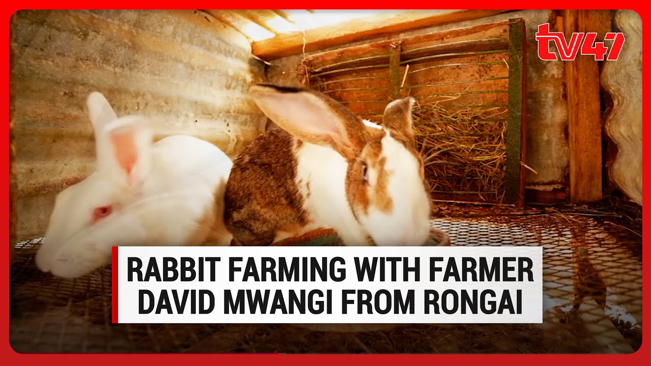 Rabbit Farming with Farmer David Mwangi from Rongai EP 3 | Kilimo 47