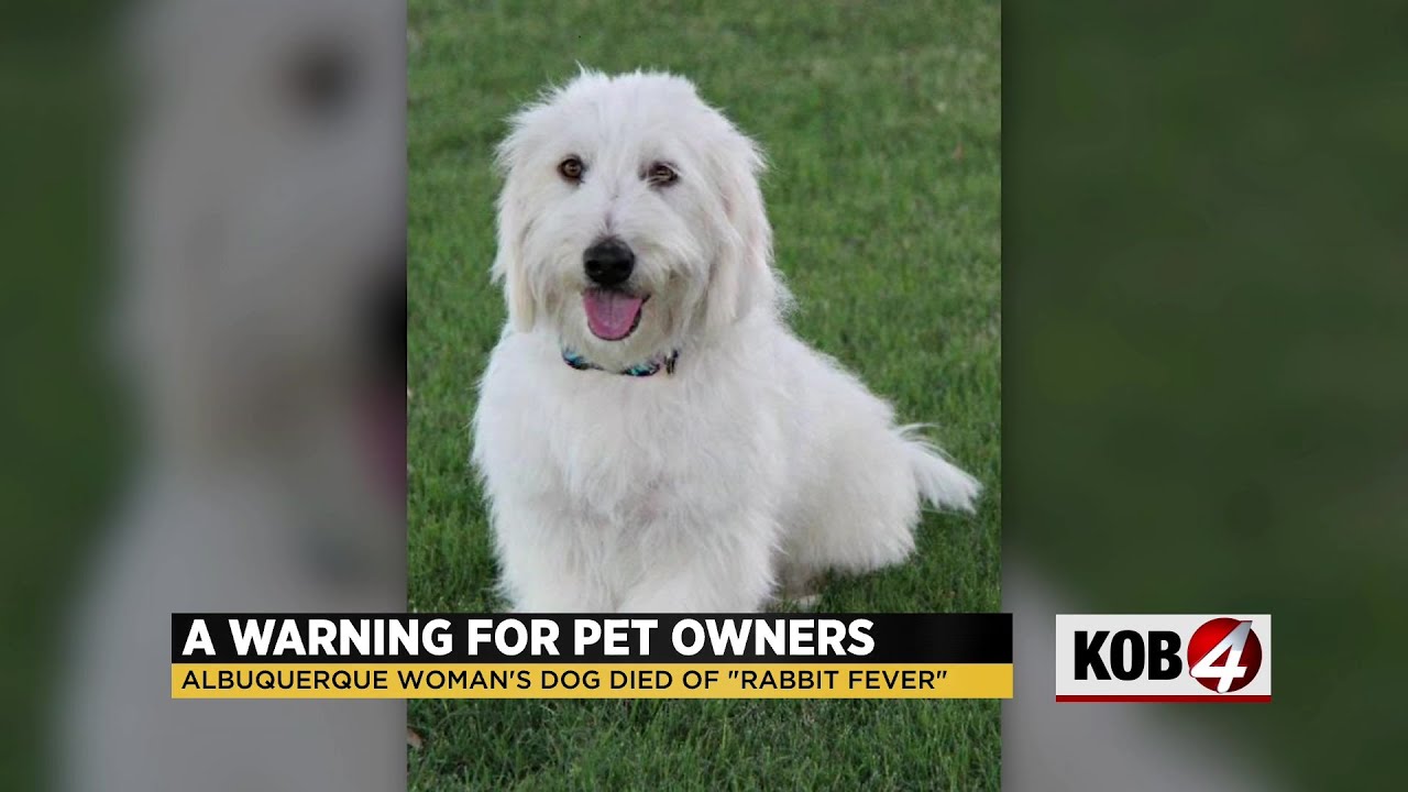 Albuquerque woman warns pet owners of rabbit fever