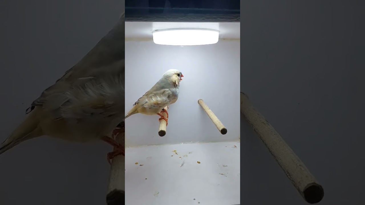 شرح عن فرق احجام زيبرا فنش ارجو اشتراك بلقناه 