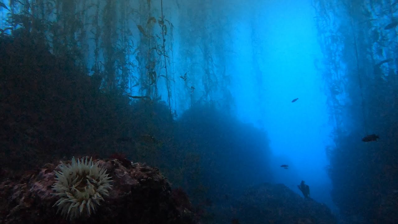 Kelp forest scuba dive at Stillwater Cove, Monterey / Carmel, CA