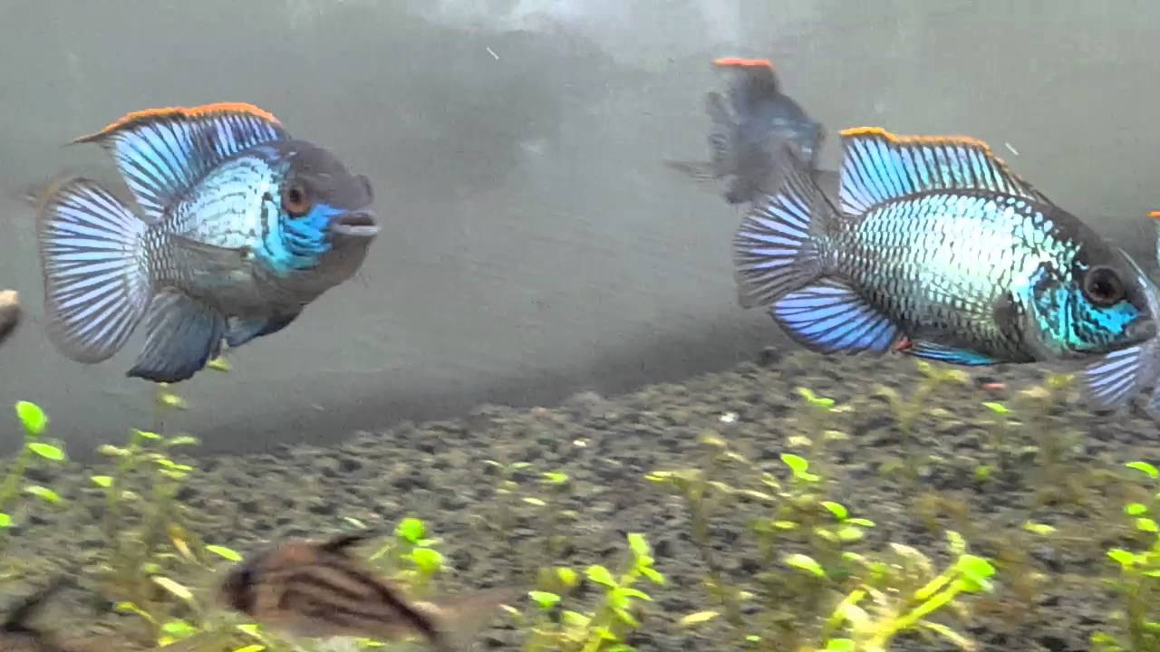 Electric Blue Acara Pairing Up?