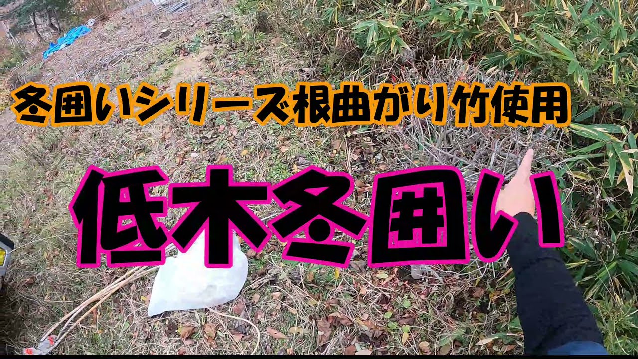 【冬囲いシリーズ】根曲がり竹を使用しての低木の冬囲い！ドウダンツツジを利用してうちの圃場で撮影してみました。