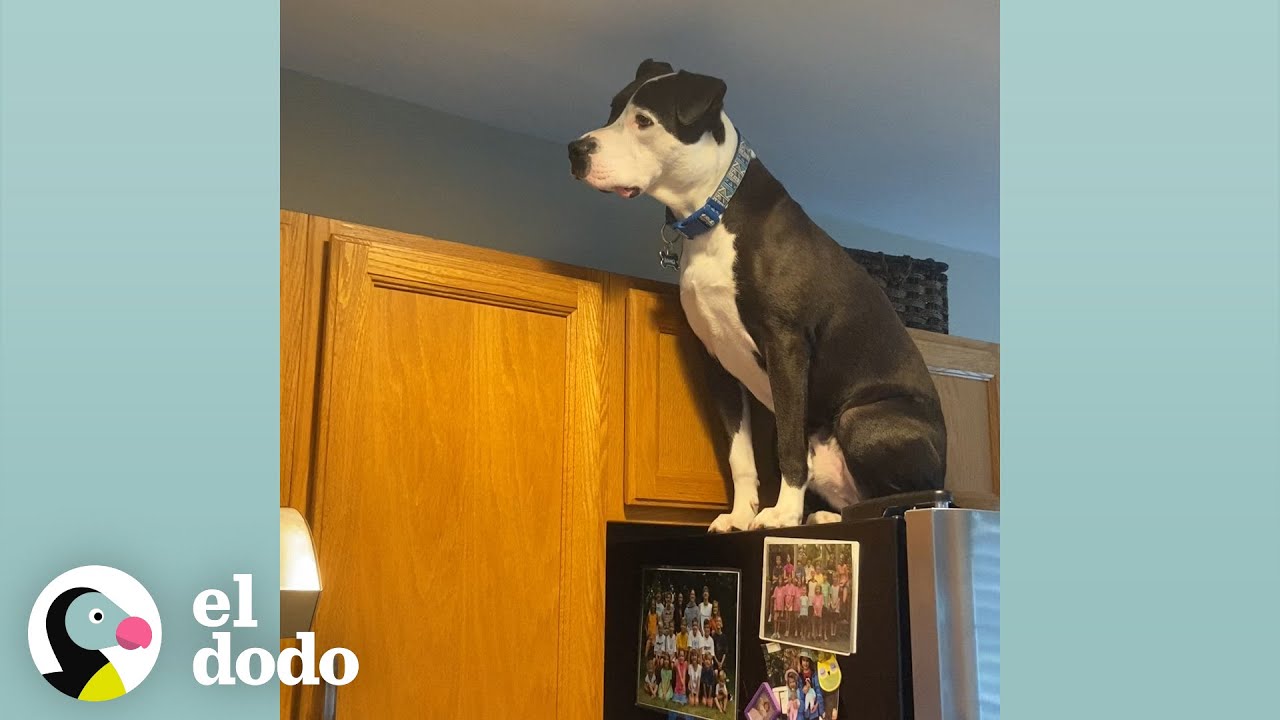 Perro piensa que es un gato y se trepa a todos lados | El Dodo