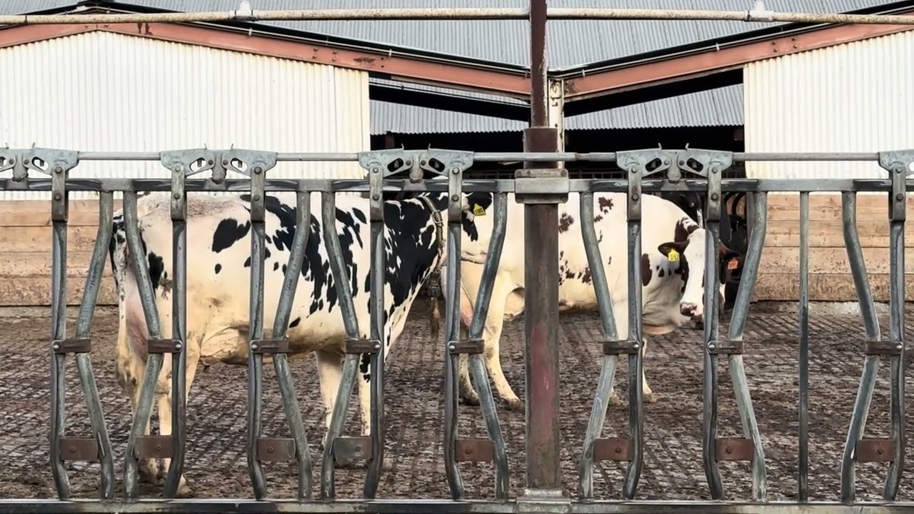 Cow 