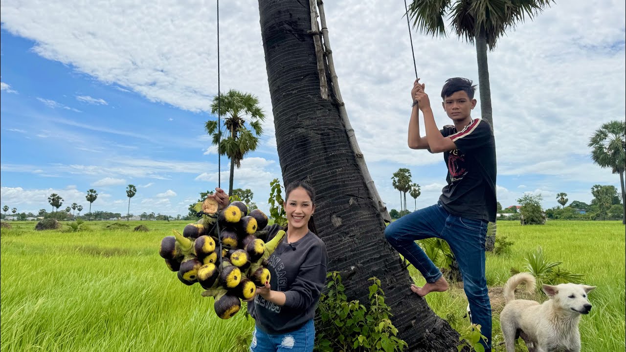Harvest Fresh Palm Fruits Tnoat Cook The Best Khmer Dessert