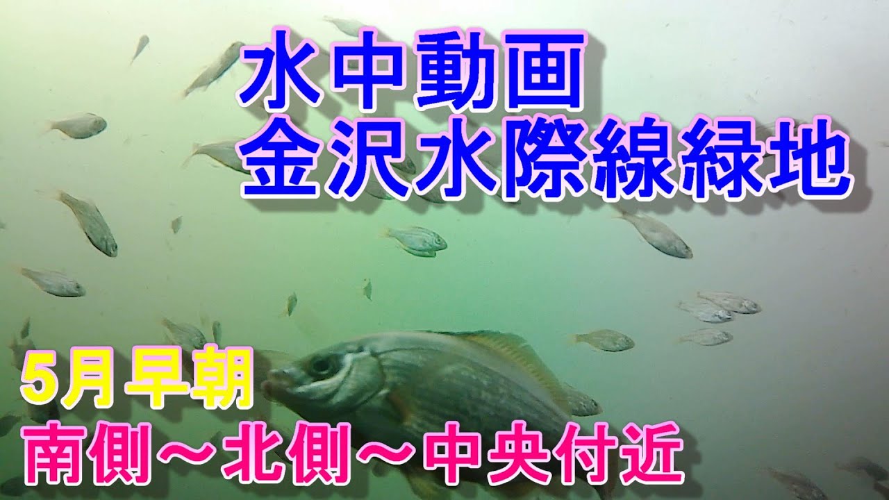【水中動画金沢水際線緑地】5月早朝　南側～北側～中央付近