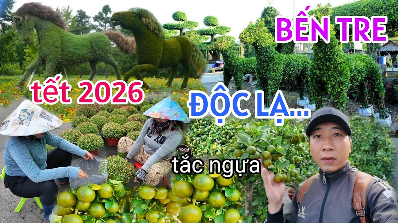 QUÁ ĐỈNH LÀNG HOA TẾT BẾN TRE 2026 XUẤT HIỆN NHIỀU MẪU HOA KIỂNG MỚI ĐỘC LẠ TUNG RA ĐÓN TẾT BÍNH NGỌ