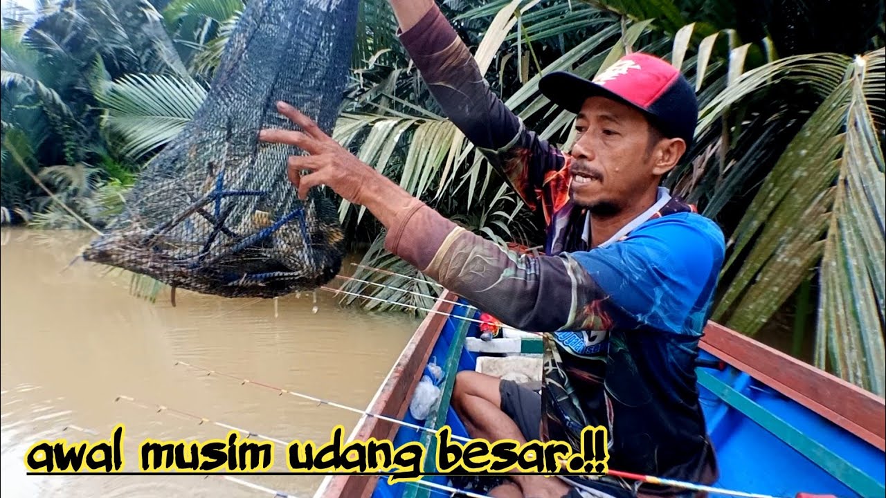 sangat menakjubkan awal musim udang galah besar sudah tiba mancing udang galah terbaru