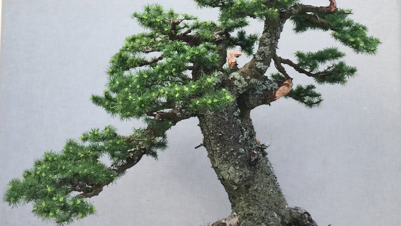 Larch in the Spring