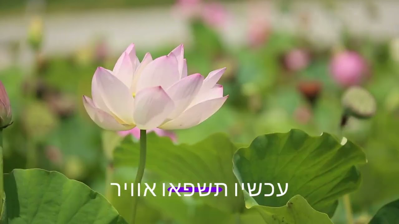 תרגיל קשיבות ארוך לאיזון, ריכוז ובכירות