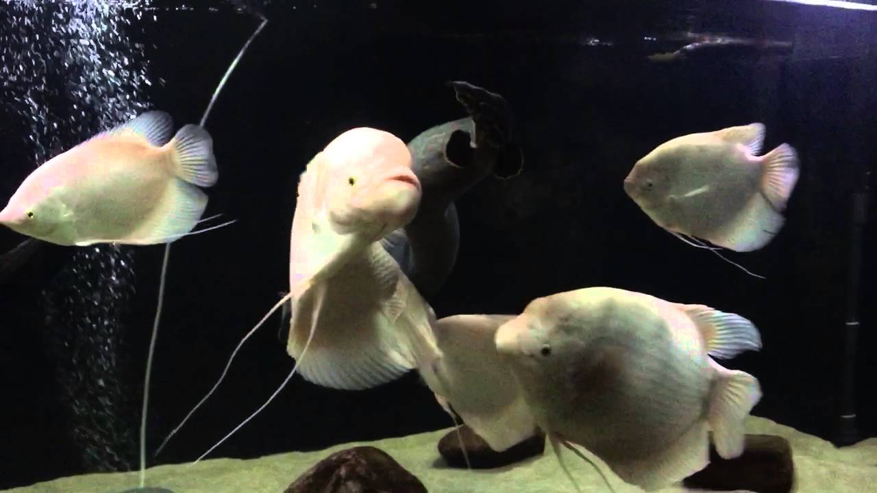 My Giant Gourami Albino Pair