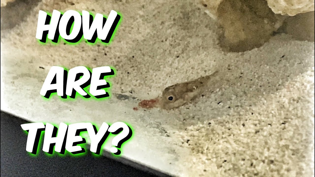 UPDATE ON ALL MY FISH ( Injured Puffer Fish !! ) - A1A Adventures