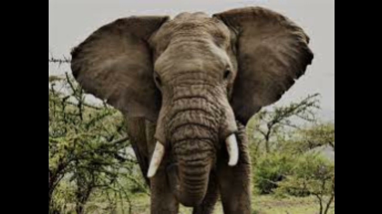 Angry Elephant Growls