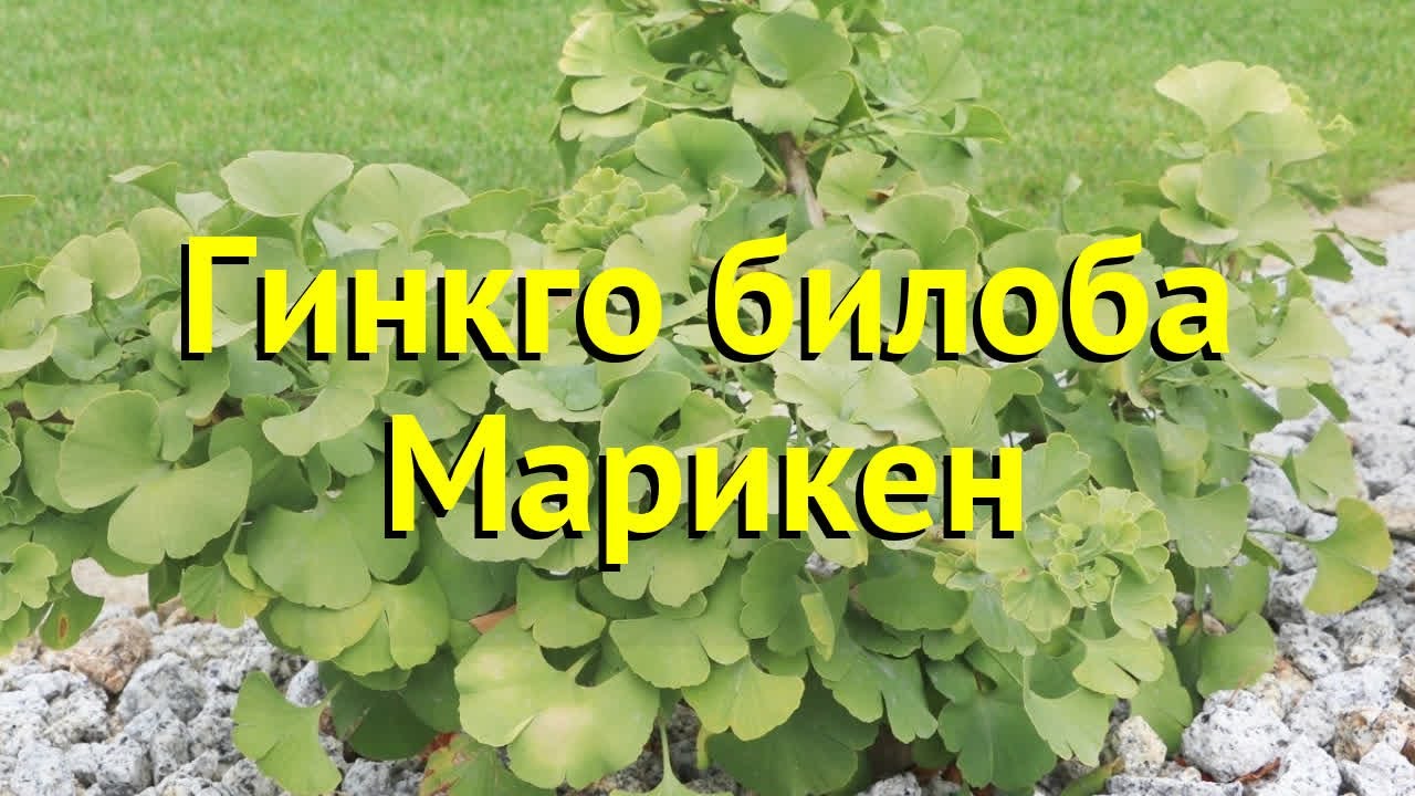 Гинкго билоба Марикен. Краткий обзор, описание характеристик ginkgo biloba Mariken