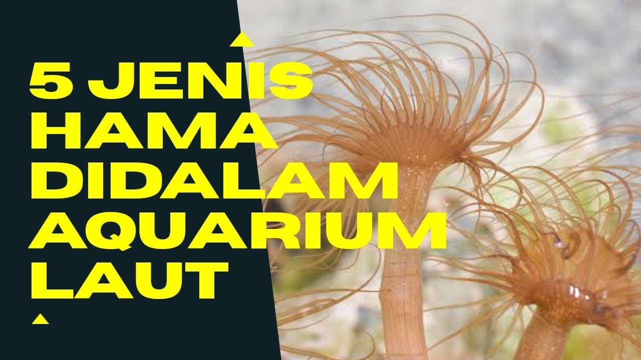 5 Jenis Hama Yang Banyak Ditemukan Didalam Aquarium Laut !! ( PART 1 )