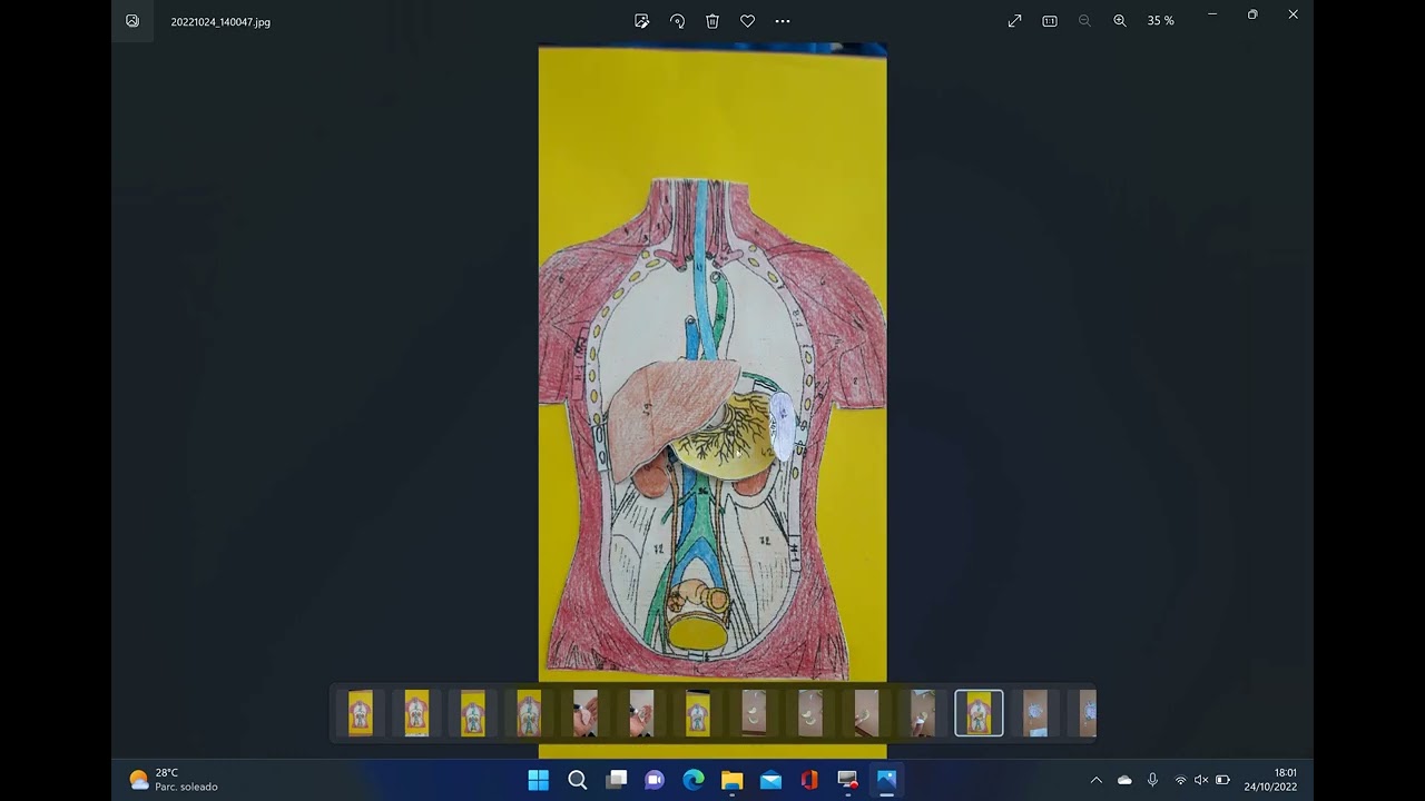 Recortable cuerpo humano