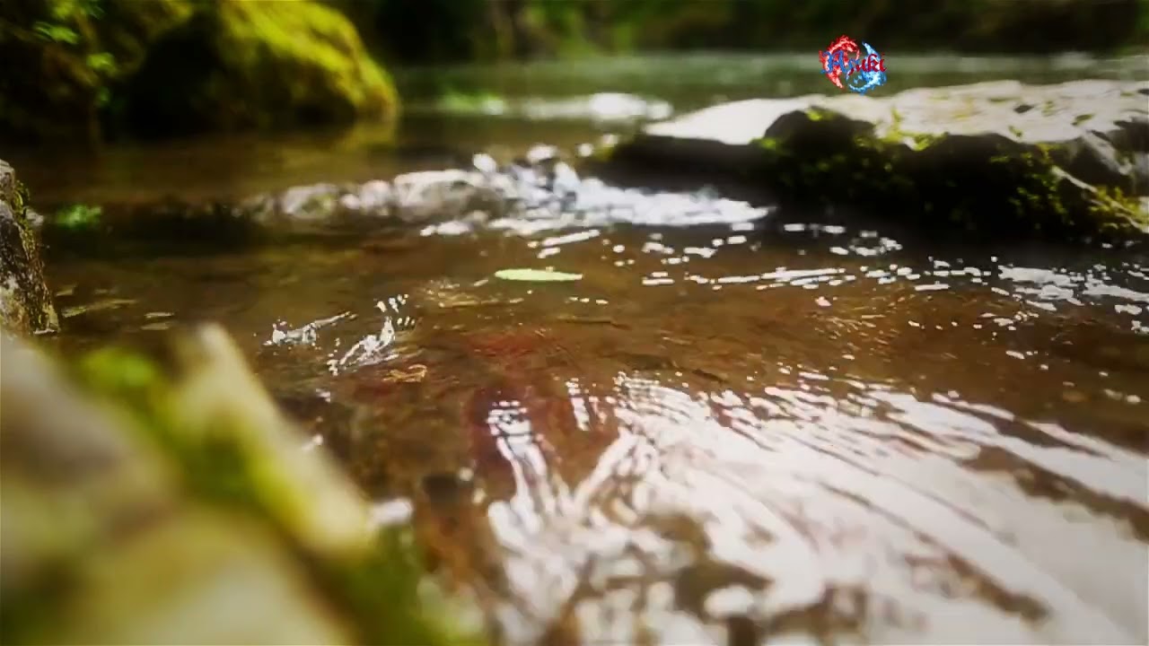 Asuki - Brook