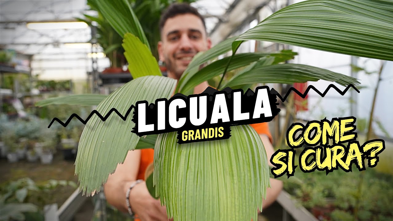 Come si cura la Licuala Grandis, la Palma a Ventaglio?