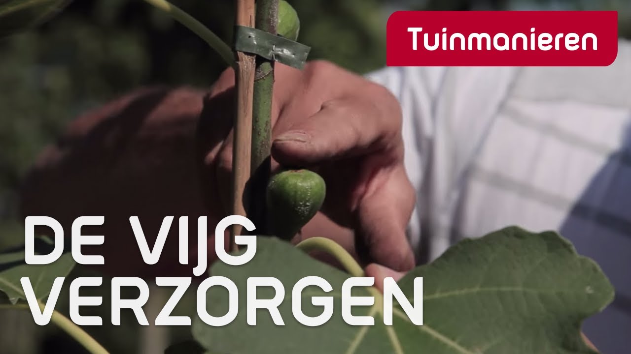 Vijg Ficus carica verzorgen: hoe doe je dat? | Tuinmanieren