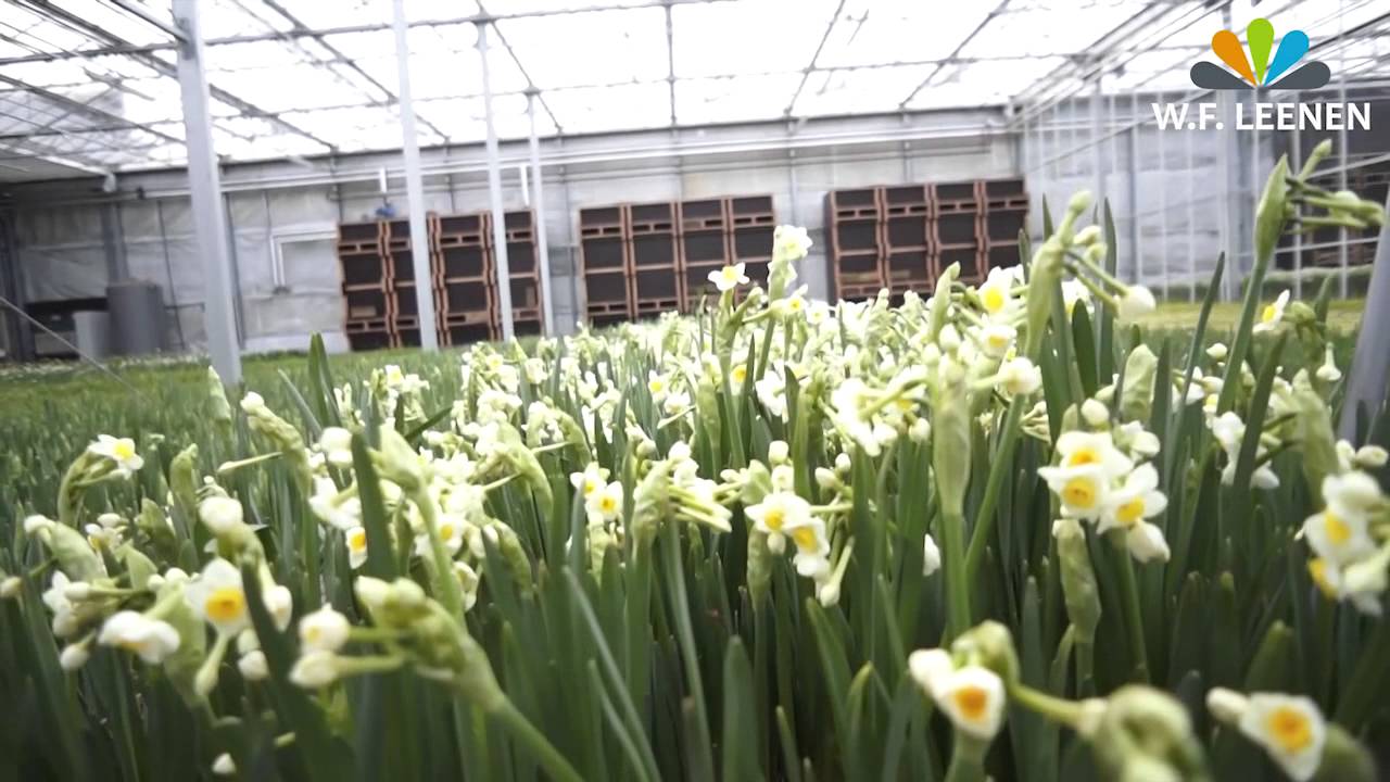 Bedrijfsvideo WF LEENEN Broeierij van narcissen.
