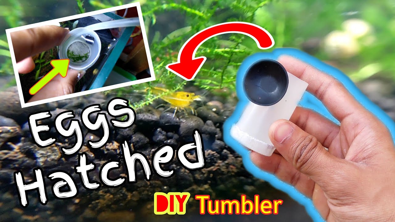 How to save dead shrimp #eggs | diy shrimp egg tumbler | shrimp aquarium|Shrimp Fish Tank