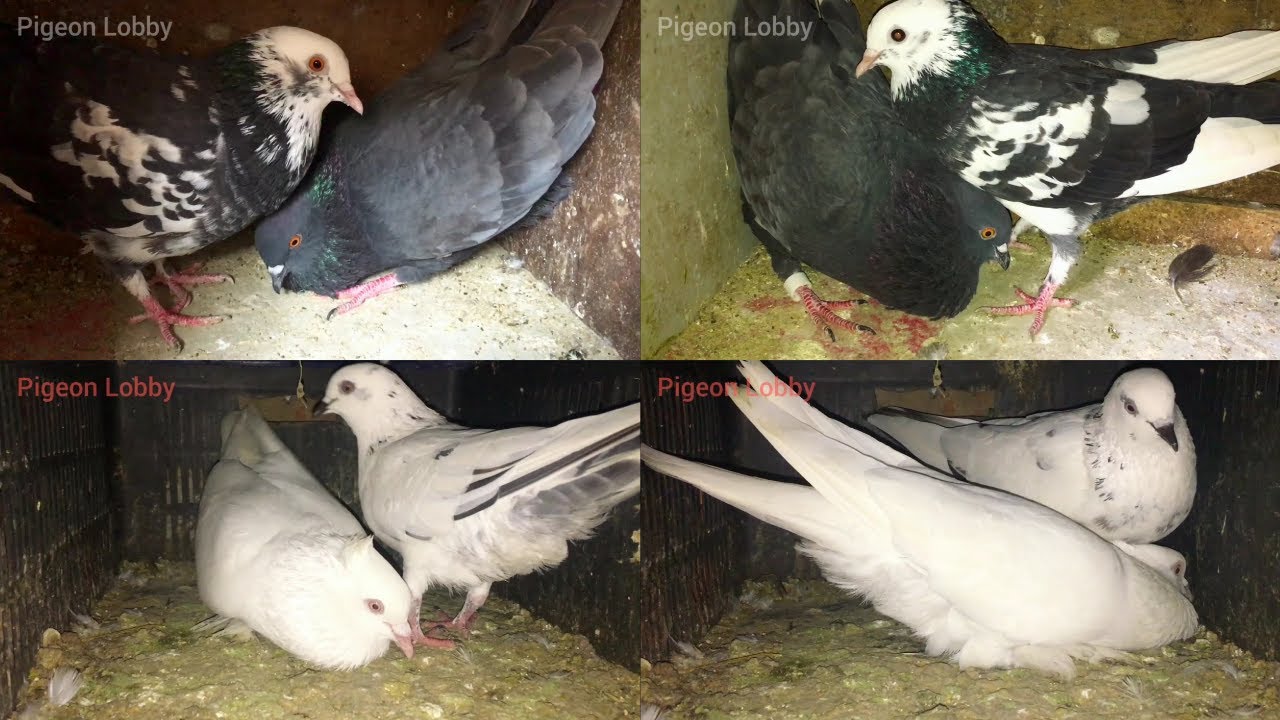Male Pigeon Calling Female Pigeon || Black Pigeon Vs White Pigeon || Pigeon  Cooing Sound