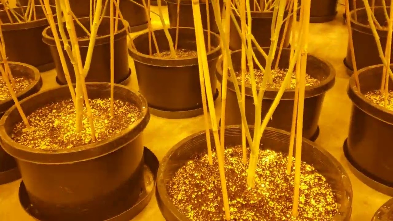 Stelow Cannabis