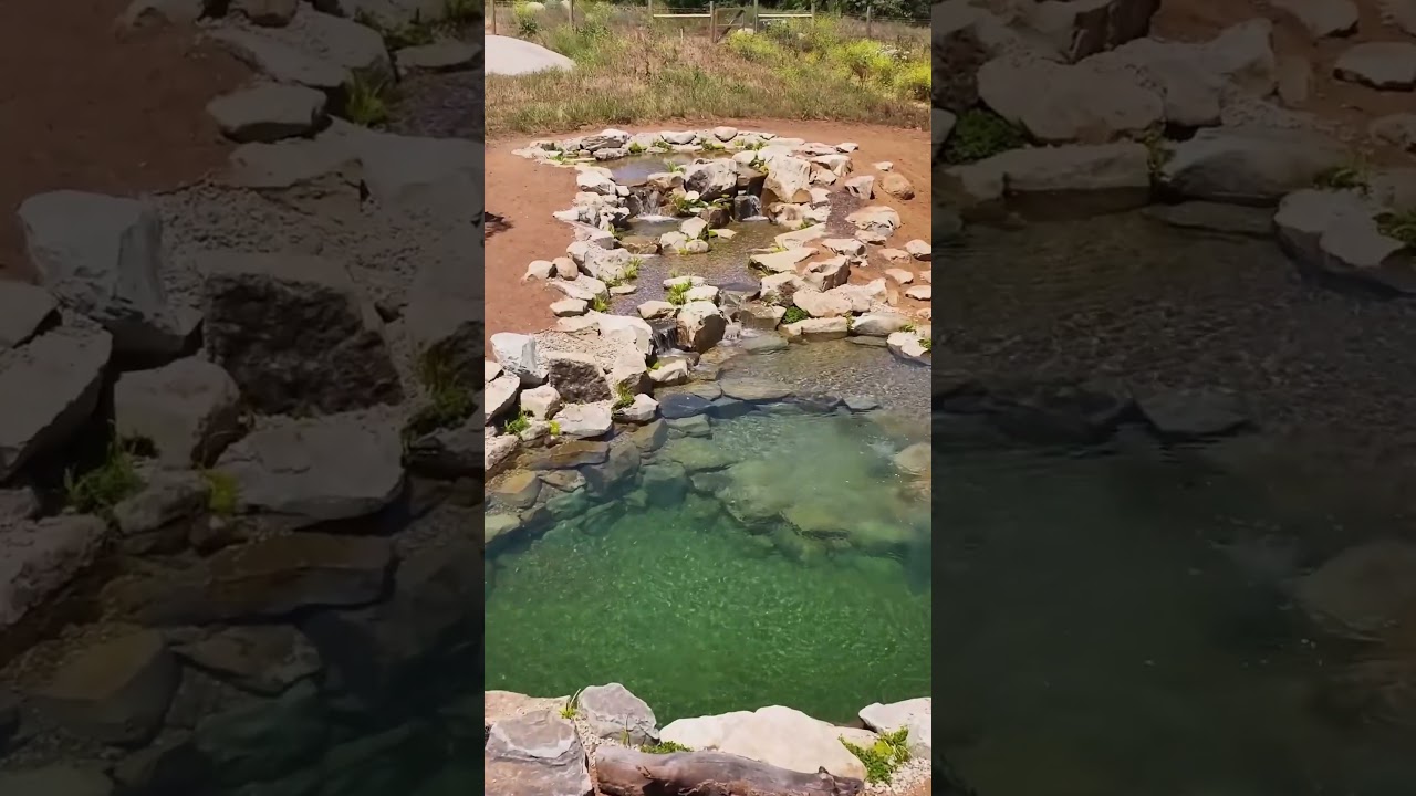 The Perfect Natural Pool ☀️ #landscapedesign #naturalpool #poolside #backyard #swimmingpool