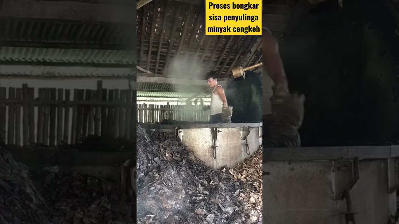 penyulingan minyak cengkeh ,proses bongkar