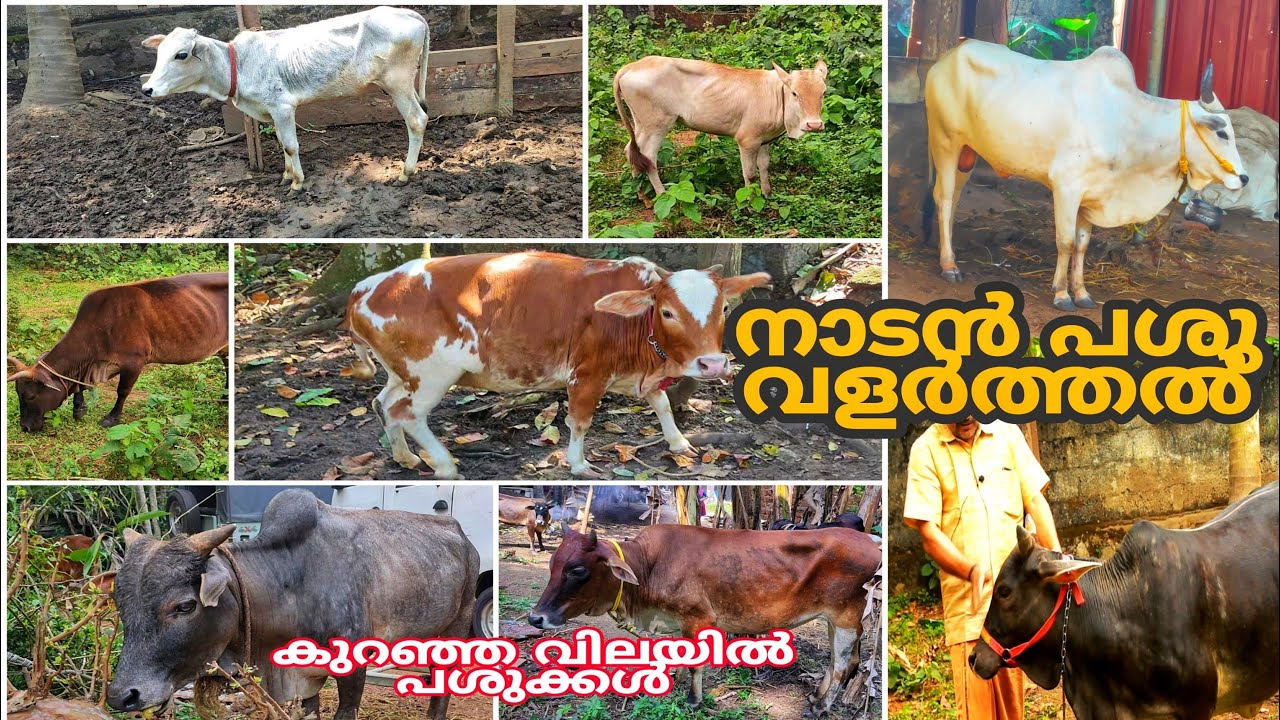 നാടൻ പശു വളർത്തൽ || Indian breed cows || Naadan pashukal || Vechoor pashu || Sahiwal || Diary farm