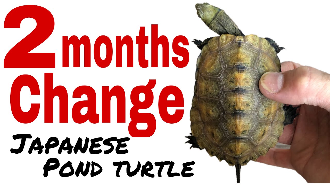 THE YELLOW POND TURTLE IN 2 MONTHS【JAPANESE POND TURTLE,黄色いニホンイシガメ２ヶ月の変化】