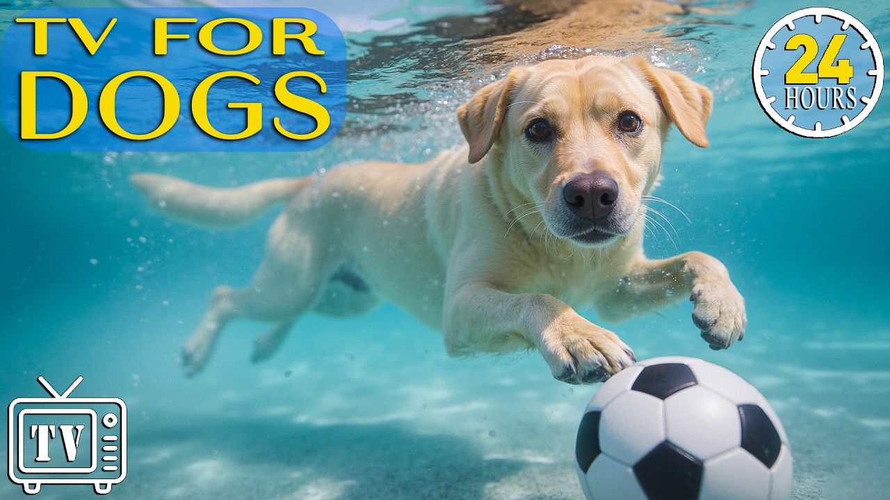 24/7 Dog TV: Dogs Music & Videos for Dogs | Perfect for Beating Boredom for Dogs + Music for Dogs