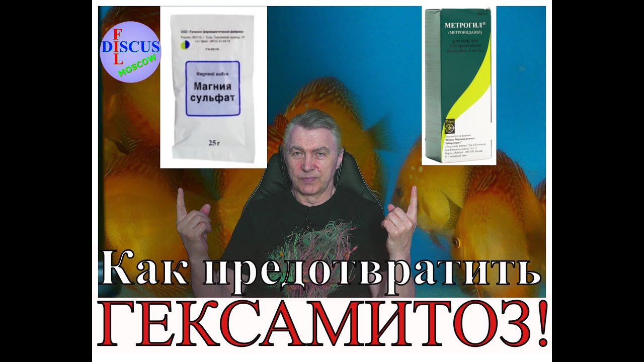 Дискусы, как предотвратить гексамитоз! Discus, how to prevent hexamitosis!